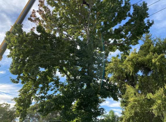 Elevated Arbor Care - Cranebrook, NSW