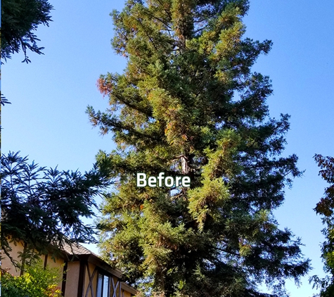 E and J Sanchez Tree Service - Fresno, CA. E and J Sanchez Tree Service. This is how the tree looked before thinning.