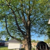 Moore's Tree Service gallery