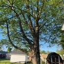 Moore's Tree Service - Tree Service