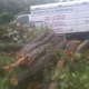 Cardinal Tree Service LLC