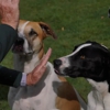 One Mission Dog Training - North Boston gallery