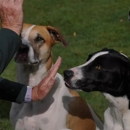 One Mission Dog Training - North Shore - Pet Training