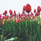 Tulip Time Festival Office