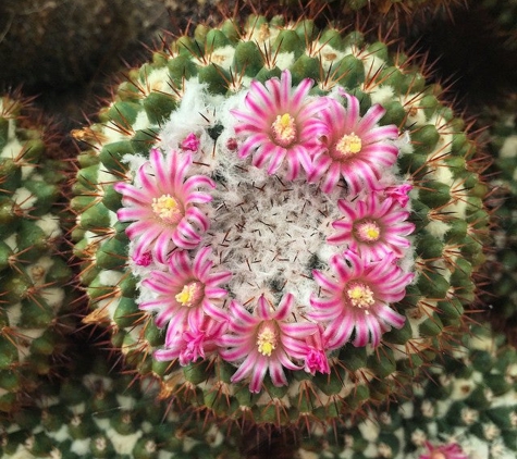 B & B Cactus Farm - Tucson, AZ