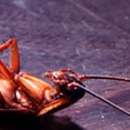 central ohio exterminating - Pest Control Services