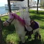 Miami Pony Rentals