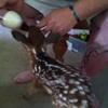 Coastal Carolina Wildlife Rehab gallery