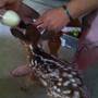 Coastal Carolina Wildlife Rehab