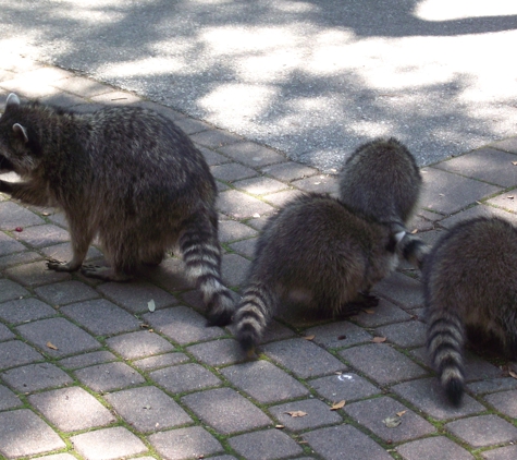 AAA American Exterminators - Terryville, CT