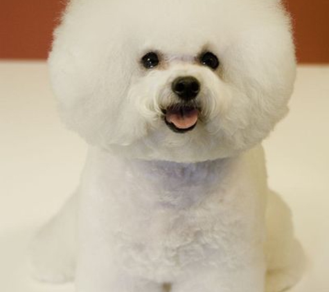 Miami's Pet Grooming - Miami, FL