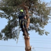 Arbor Pro Tree Service gallery