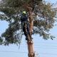 Arbor Pro Tree Service