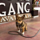 Woof Gang Bakery & Grooming Starland - Pet Grooming