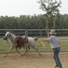 West Plains Horse Boarding