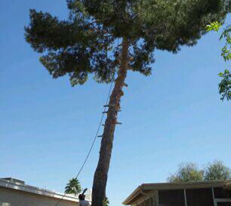 aaa the tree experts - mesa, AZ