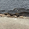 Truly Nolen Pest and Termite Control Grove City gallery
