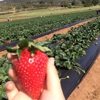 Kenny's Strawberry Farm gallery