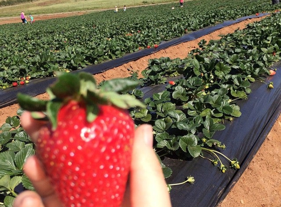 Kenny's Strawberry Farm - Fallbrook, CA