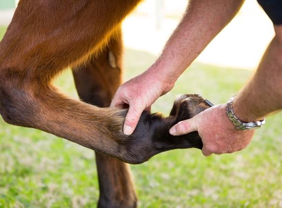 Warwick Veterinary Clinic - Warwick, QLD