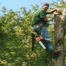 Clark Tree Expert Company - Tree Service