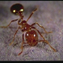 Environmental Specialists Termite and Pest Control - Pest Control Services-Commercial & Industrial