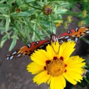 Chattahoochee Nature Center - Nature Centers