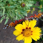 Chattahoochee Nature Center