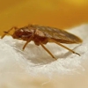 Advance Pest Solutions gallery