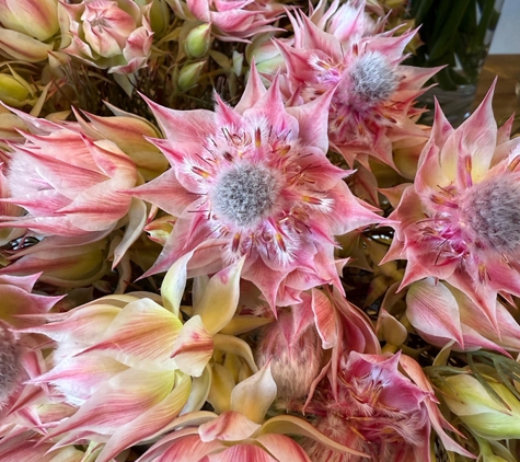 Wildly Abigail - Sandy Bay, TAS
