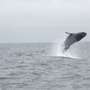 Stagnaro Sport Fishing Charters & Whale Watching Cruises