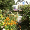 The Village Green Perennial Garden and Nursery gallery