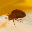 Desert Castle Pest Control - Insecticides