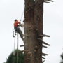 Charleston Tree Service