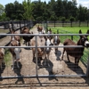 Brayfields Registered Miniature Donkeys gallery