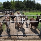 Brayfields Registered Miniature Donkeys