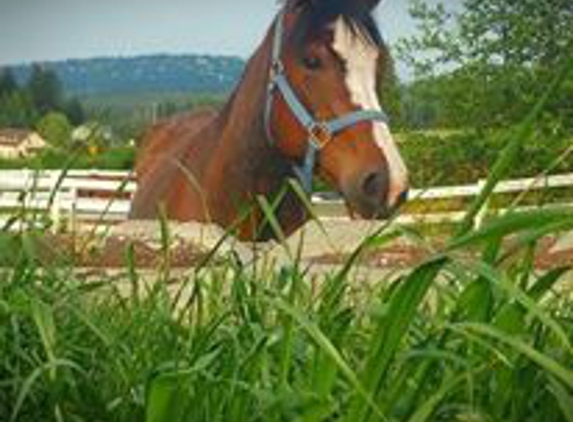 Red Hawk Stables - Sequim, WA