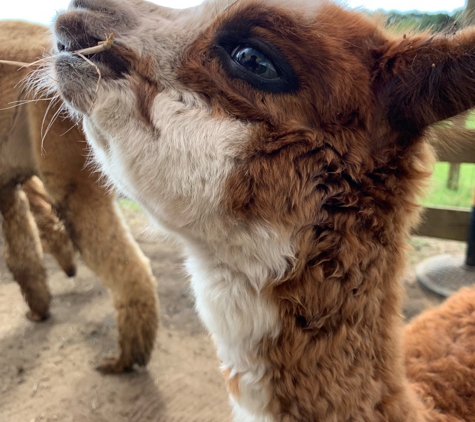 Island Alpaca Co - Vineyard Haven, MA