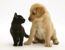 Tamworth Boarding Kennels and Cattery