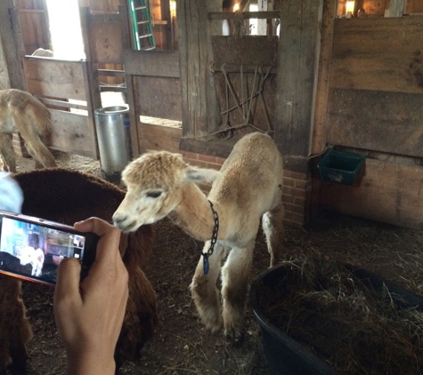 Island Alpaca Co - Vineyard Haven, MA