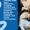 Boston to Dog Training Elite Bristol - Plymouth gallery