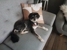 Little Brown Dogs - Dog & Cat Clipping & Grooming