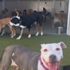 Paws 'n' Rec - St. Pete gallery