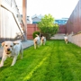 Omaha Dog Pro Underground Fences