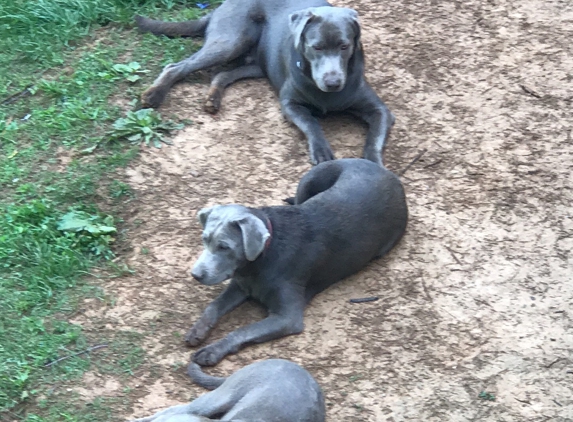 Moran's Mountain Kennel - Murphy, NC. OUR LABS