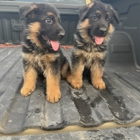 Tucson K-9 Learning Center