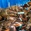 New England Wholesale Fish & Lobster - Fish & Seafood-Wholesale