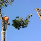 R & R Tree Service