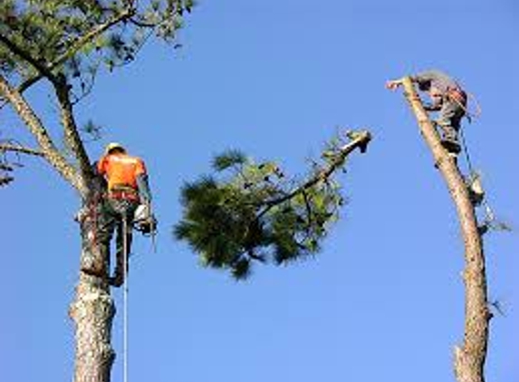 R & R Tree Service - Plantation, FL