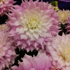 The Flower Express